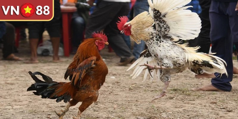 Đá gà ăn 3 mang đến cho anh em mức tiền thưởng hấp dẫn