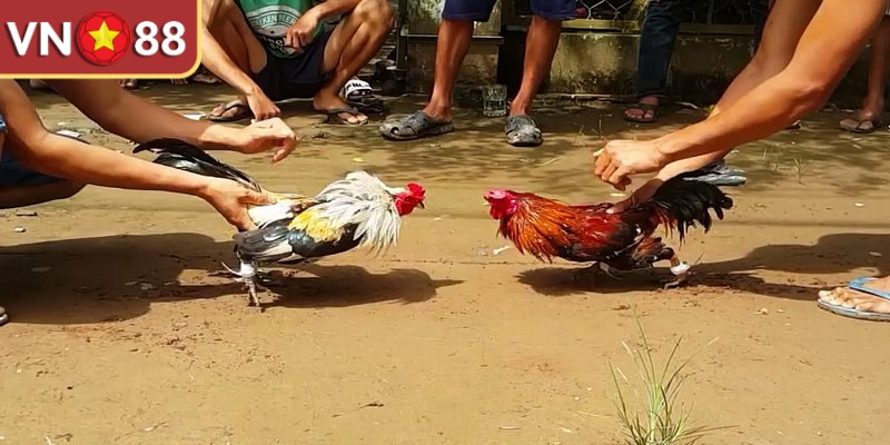 Thuật ngữ đá gà là từ khóa quan trọng rất quan trọng trong trận chọi kê