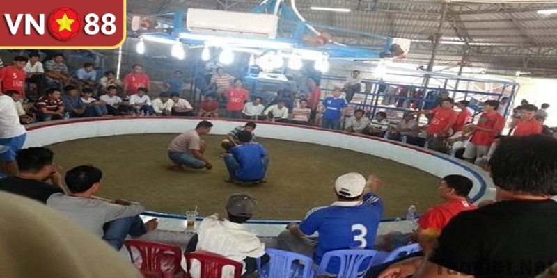 Trường gà Campuchia được tổ chức hợp pháp trở thành sới lớn mạnh